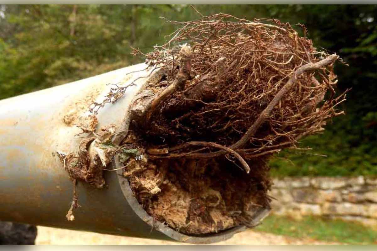 Burst Pipe Repairs Adelaide 11 Removing Roots From Sewer Lines